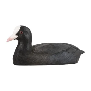 Sothöna träfågel